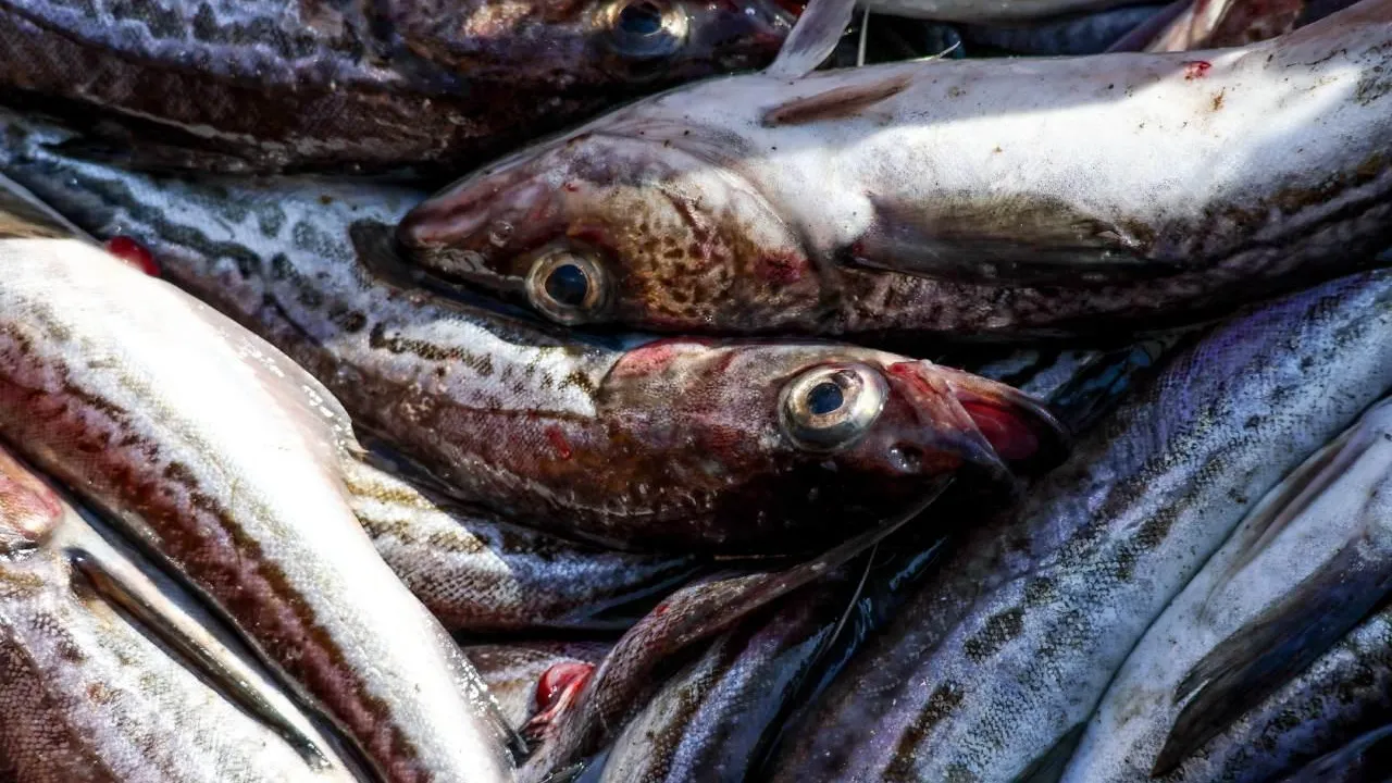 В Японии потребовали от Китая отменить проверки морепродуктов на радиоактивность