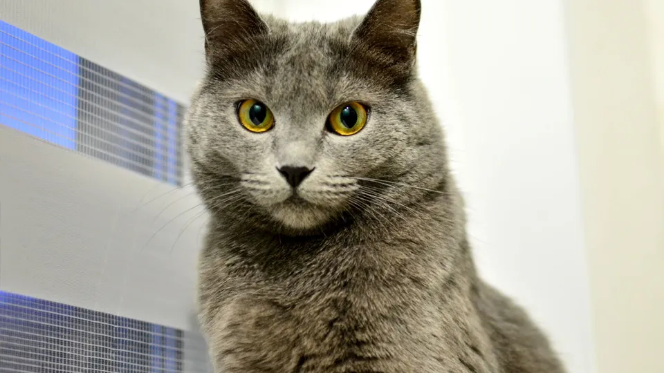 Фото: istockphoto.com/Maksim Safaniuk