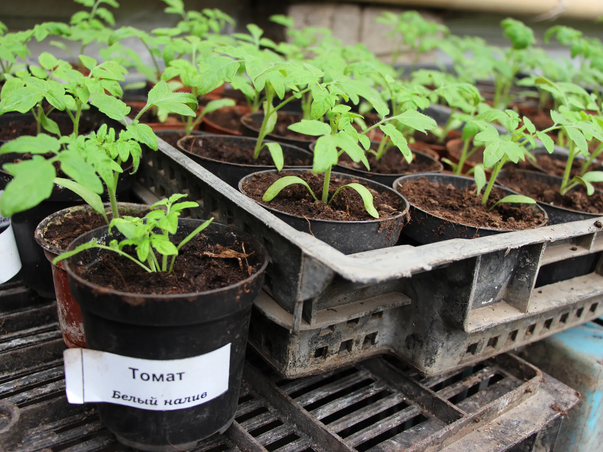 Фото: медиасток.рф