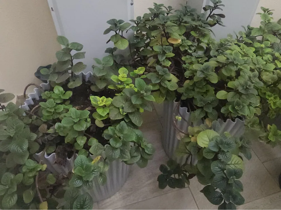 Фото: МедиаБанк Подмосковья/Наталья Лымарь