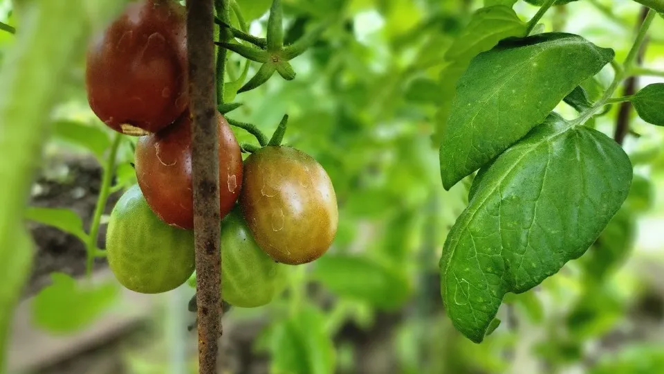 Фото: МедиаБанк Подмосковья/Наталия Надточная