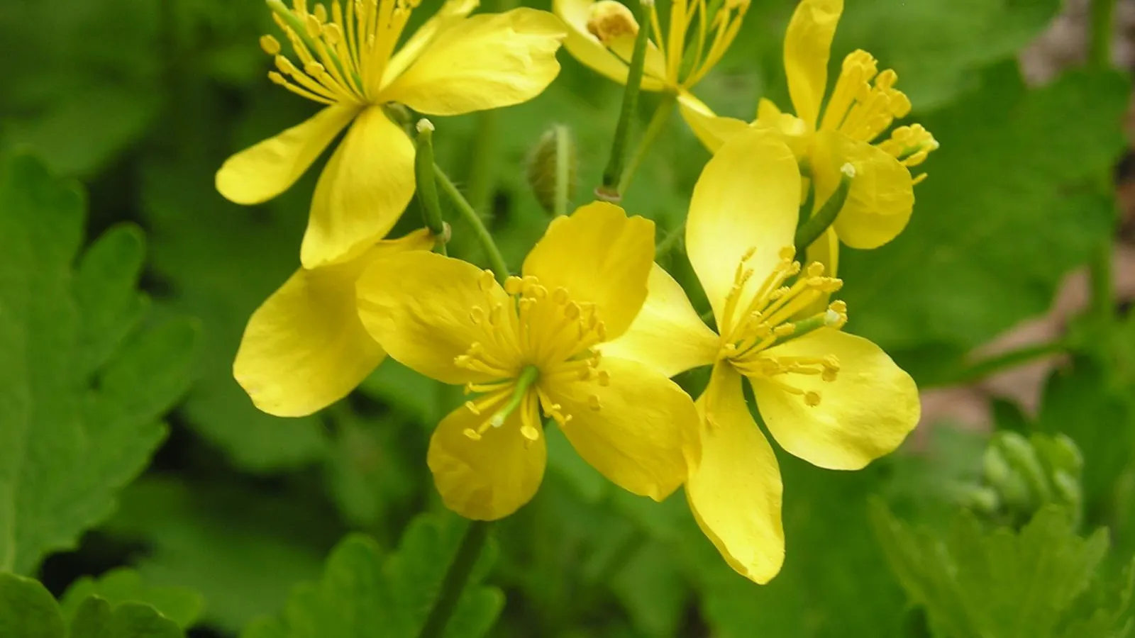 МедиаБанк Подмосковья