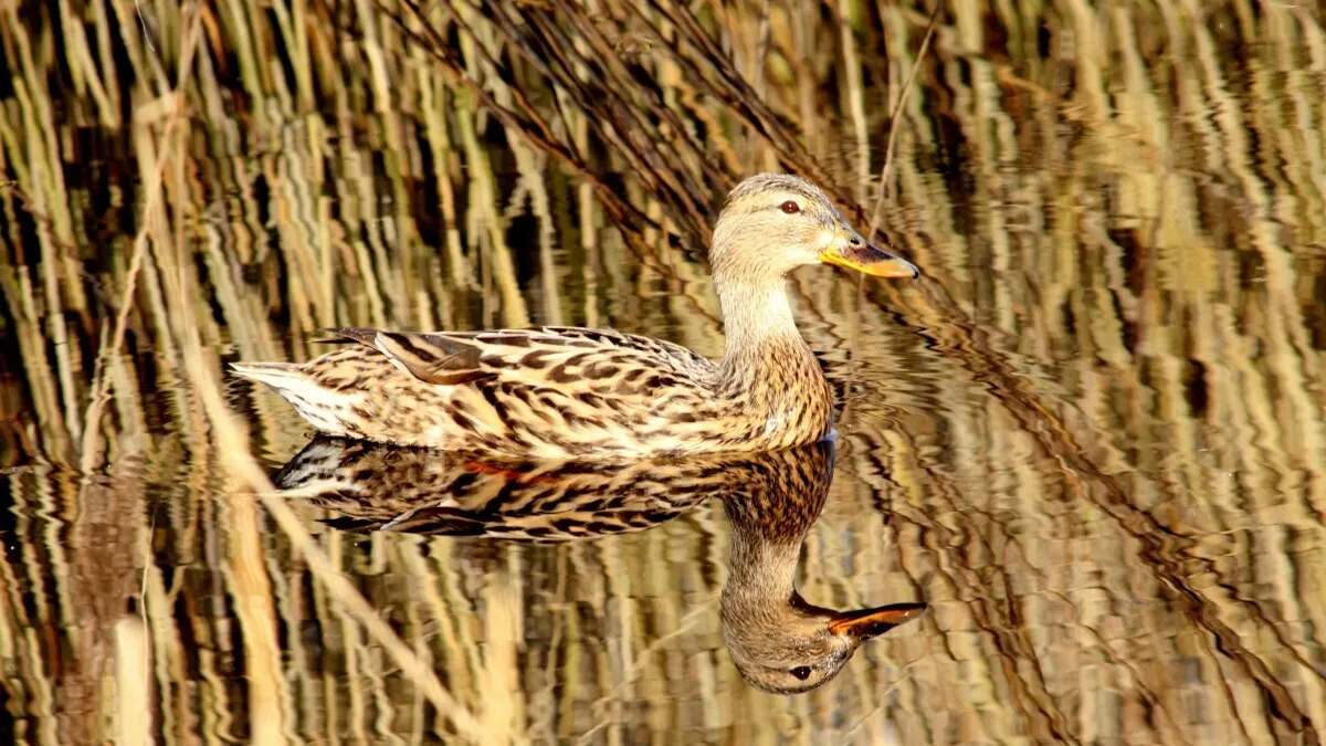 Фото: pxhere.com