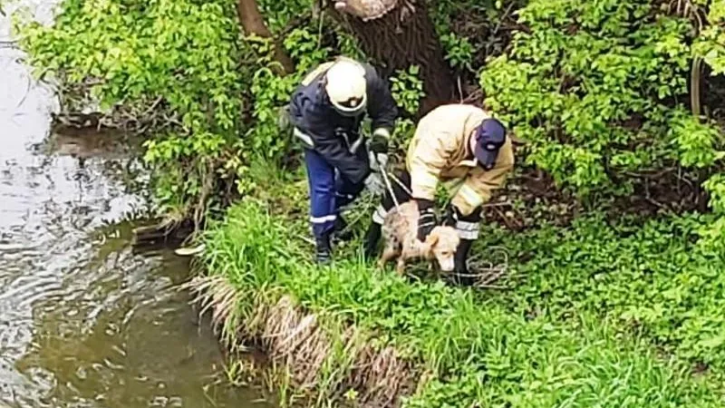В Наро-Фоминске спасатели вытащили из реки тонущую собаку