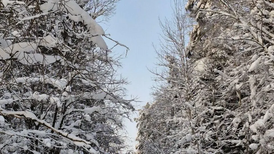 Жителям Подмосковья напомнили о правилах безопасности в зимнем лесу