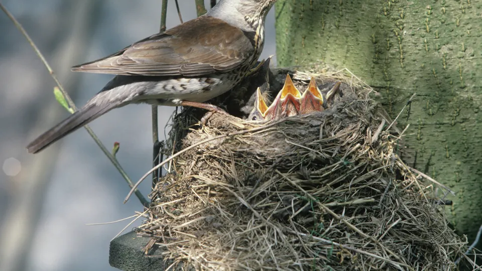 Фото: РИА Новости/М. Штейнбах
