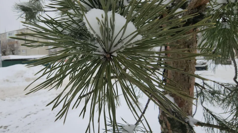 Алена Притула