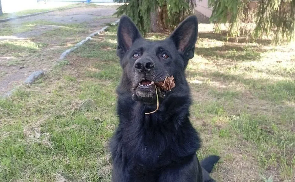 ОМВД России по г.о. Кашира