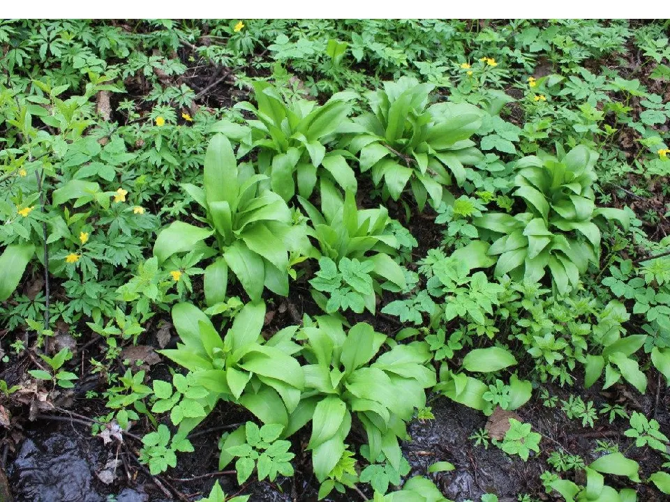 Фото: Воеводин П.В.