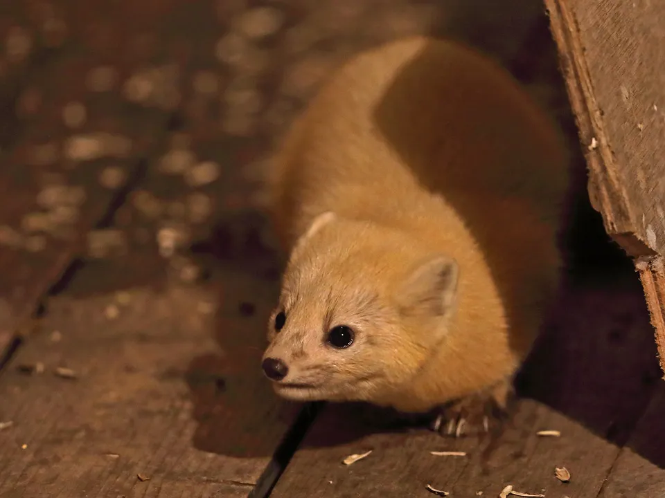 Фото: istockphoto.com/neil bowman&nbsp;