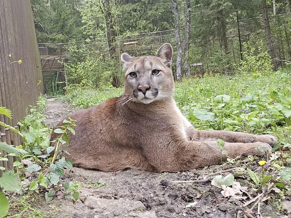 REGIONS/Яна Шаливская