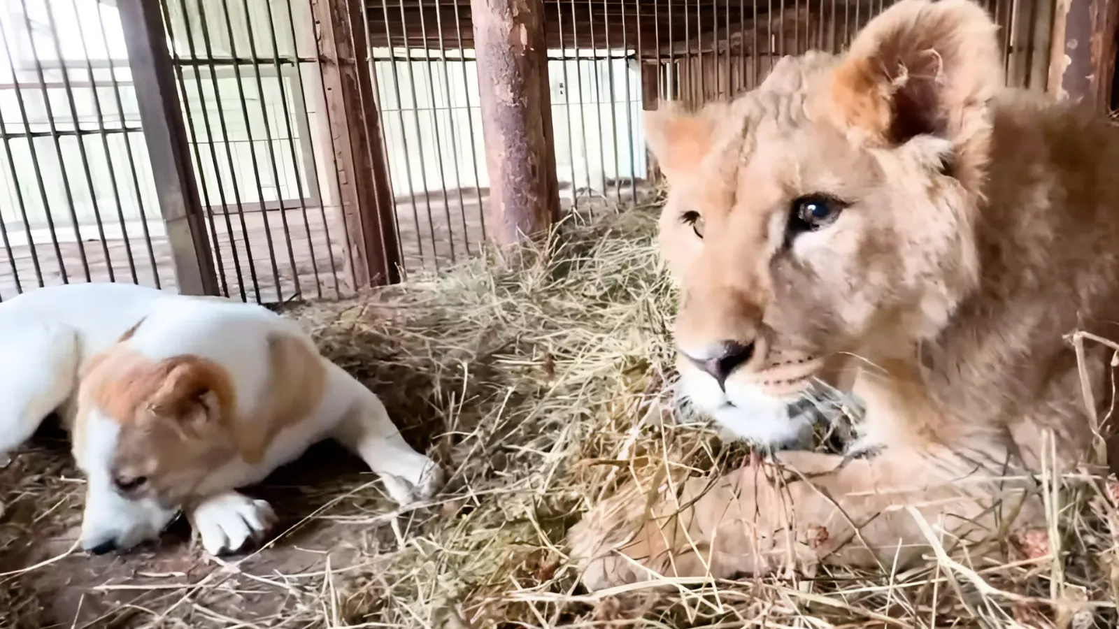 Фото: t.me/Парк львов «Земля Прайда»