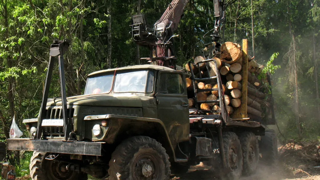 Фото: Комитет лесного хозяйства Московской области