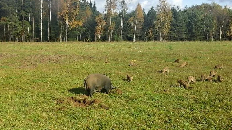 Комитет лесного хозяйства МО