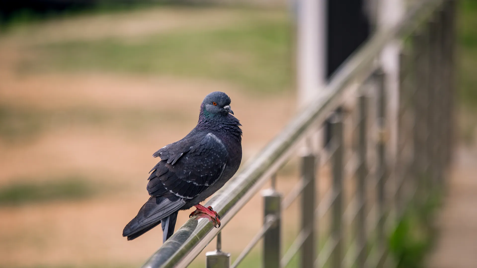 Весна в парке «Солнечная» в Балашихе