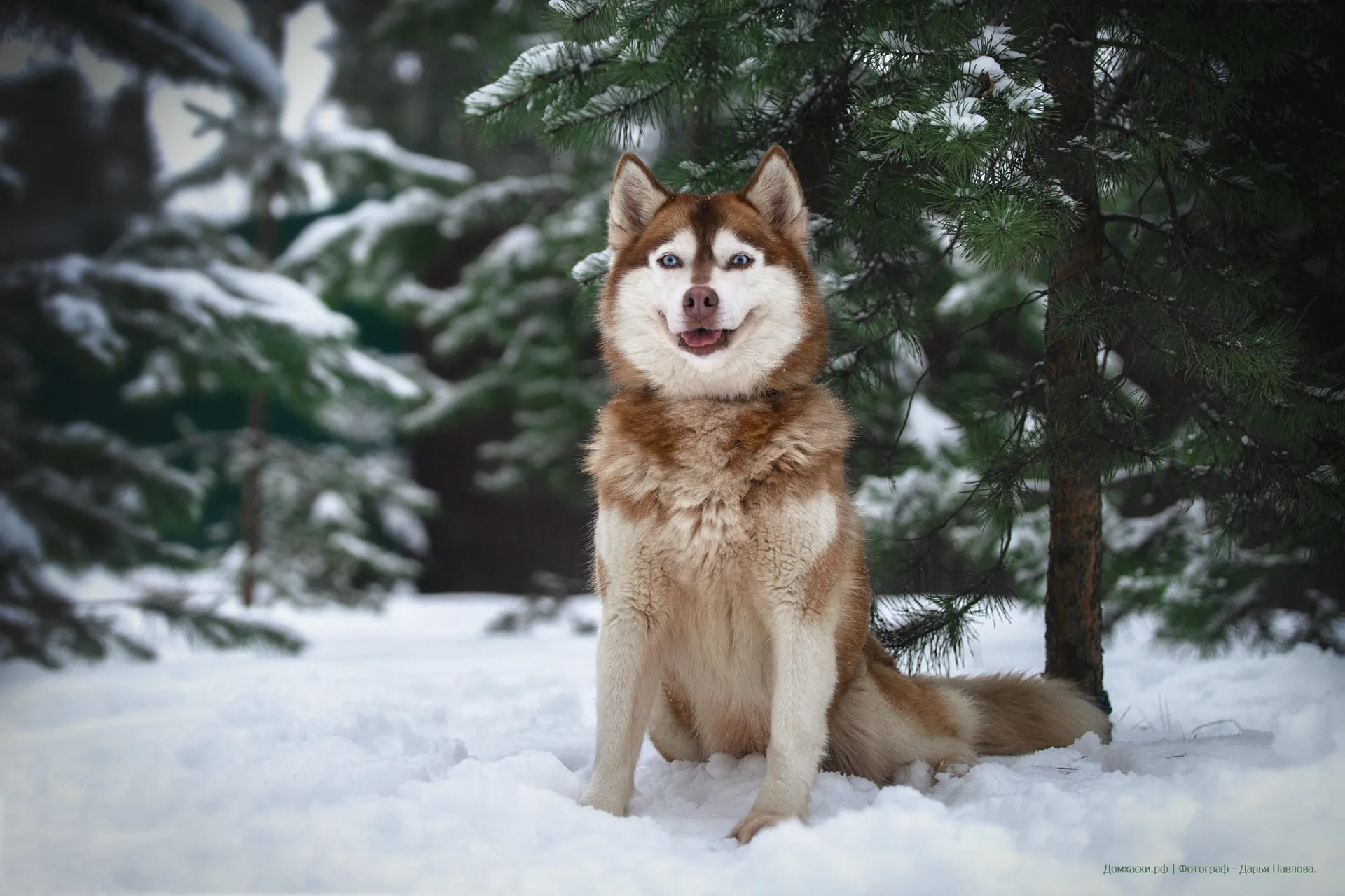 Фото: официальный сайт Дом Хаски