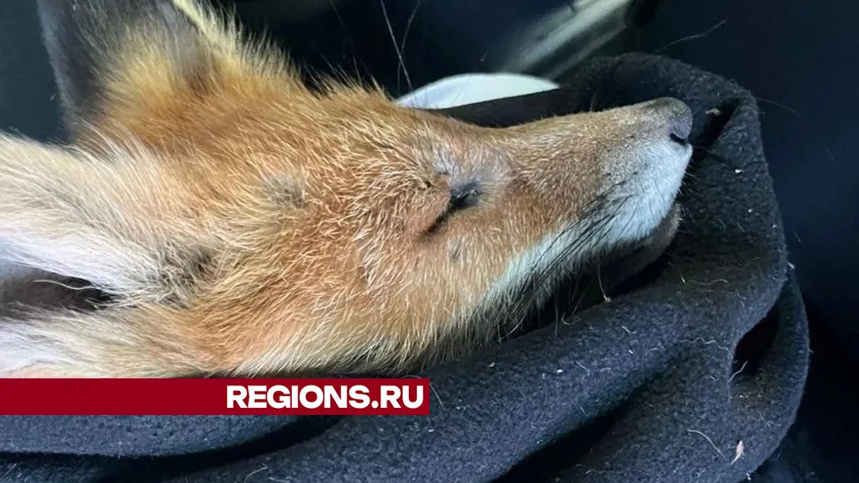 Фото: личный архив Светланы Шамеевой