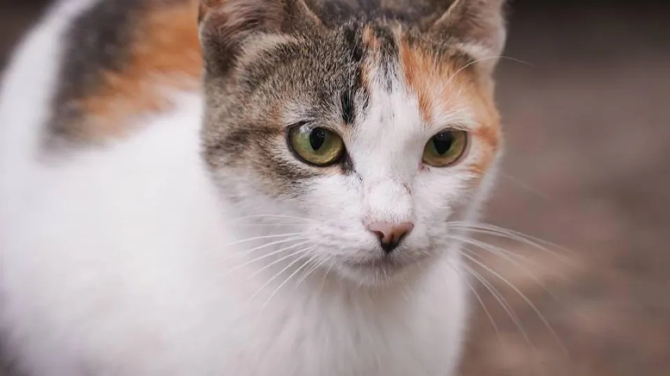 Фото:  REGIONS/Анастасия Кульшенко