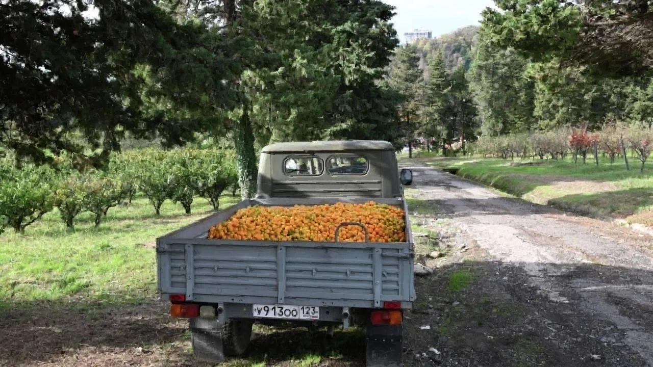 Механическая рука для сбора урожая тюменского студента пользуется спросом