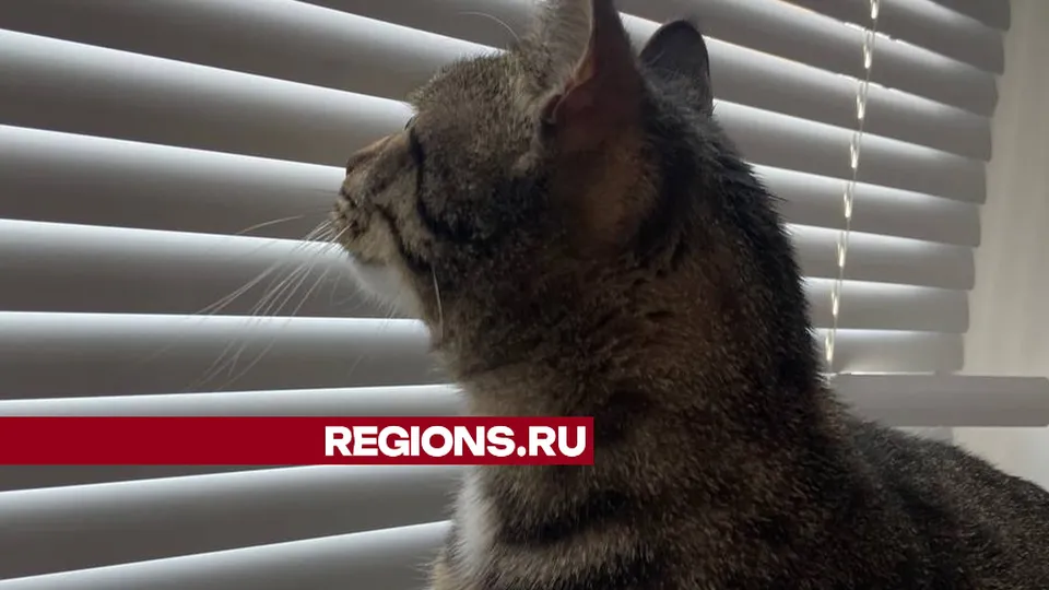 Фото: очевидцы происшествия