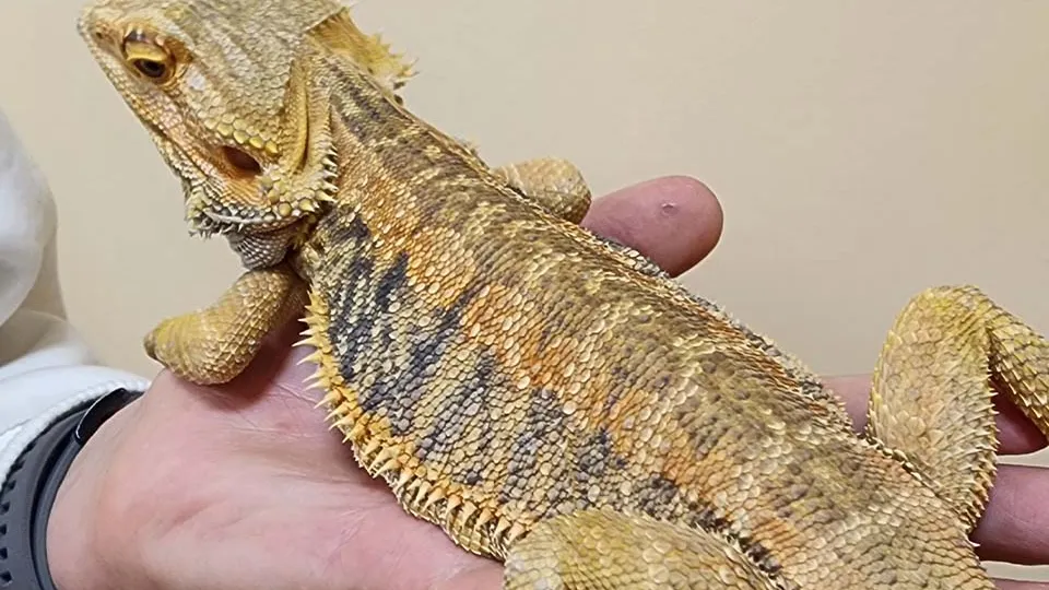 Фото: МедиаБанк Подмосковья/Валентина Максимова