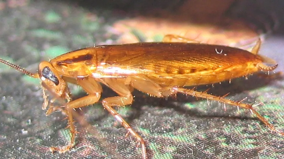 Фото: сommons.wikimedia/Baltazaren