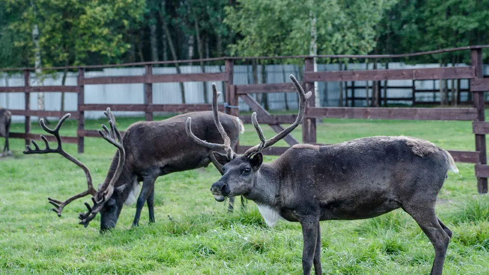 Фото: медиасток.рф