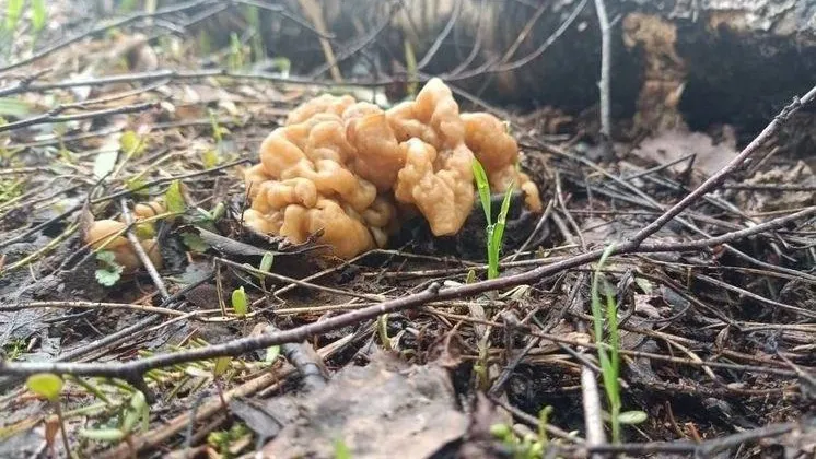 Фото: t.me/schelk_city