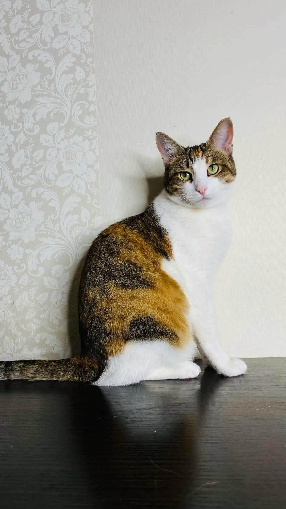 Фото: ЗооКрасногорск. Потеряшки. Помощь животным / ВКонтакте