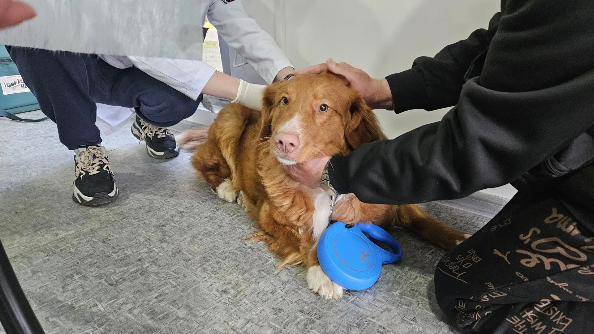 МедиаБанк Подмосковья/Ольга Вельшикаева