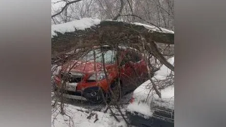 В Коломне упавшее дерево повредило сразу три автомобиля