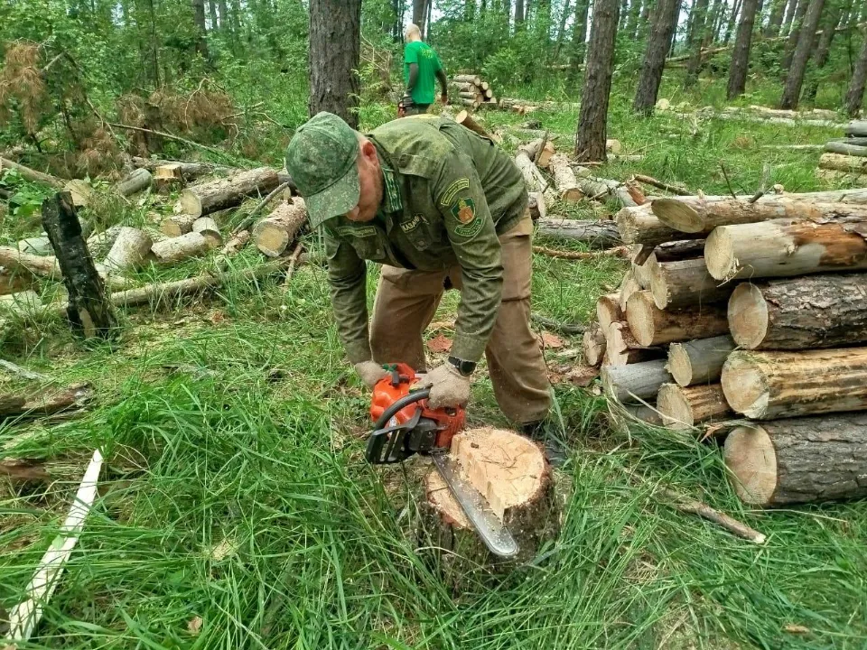 Фото: Комитет лесного хозяйства МО