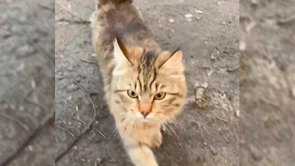 Фото: vk.com/Питомцы Егорьевска