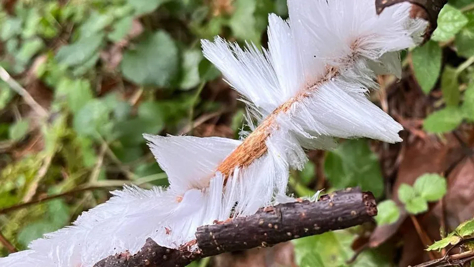 Фото: Комитет лесного хозяйства Московской области