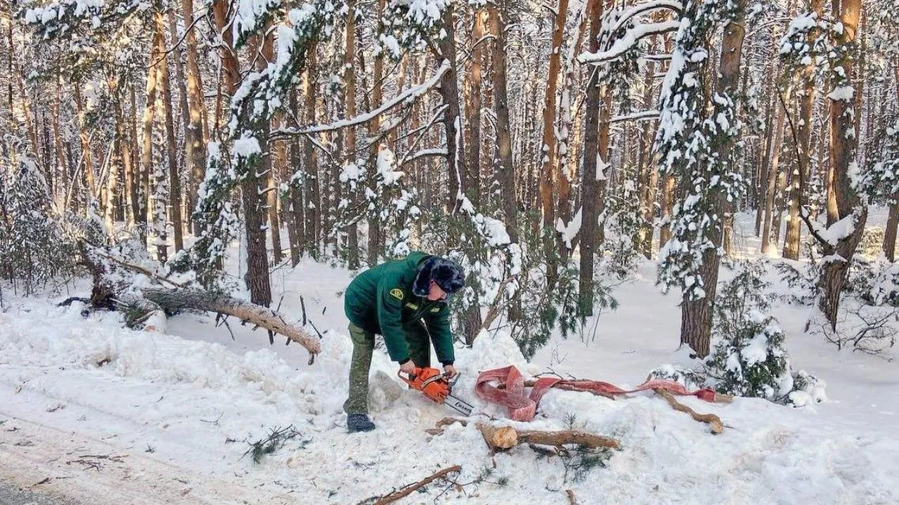 Комитет лесного хозяйства Московской области