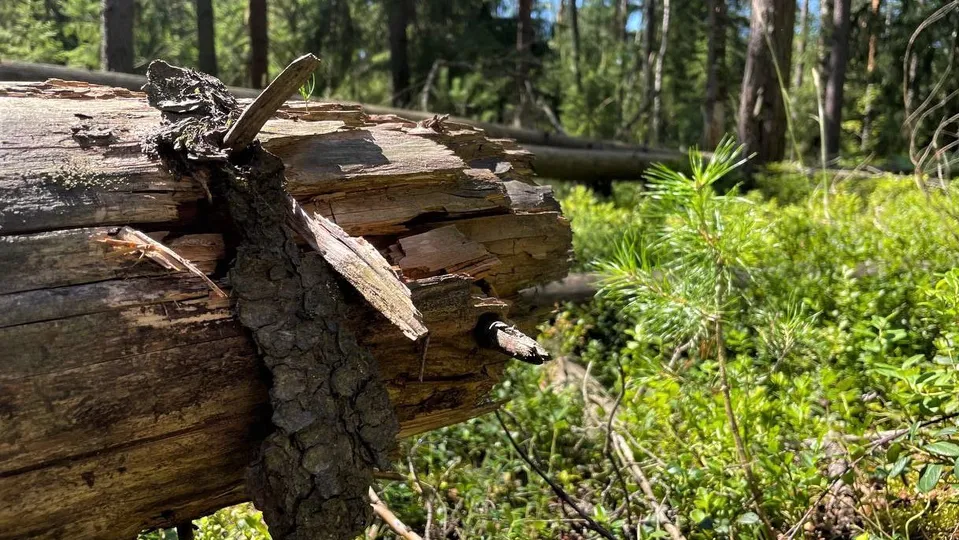 Фото: Комитет лесного хозяйства Московской области
