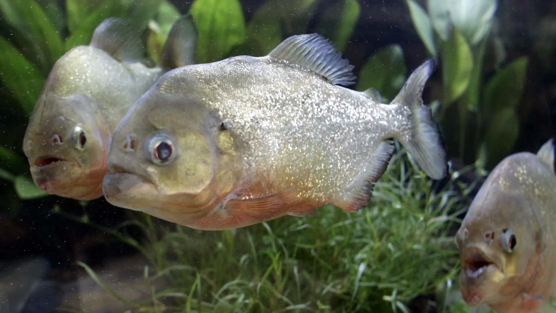 Michael Crabtree/ZUMAPRESS.com