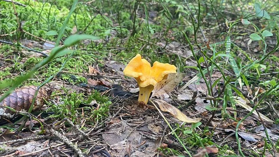 Фото: МедиаБанк Подмосковья/Иван Петрушин