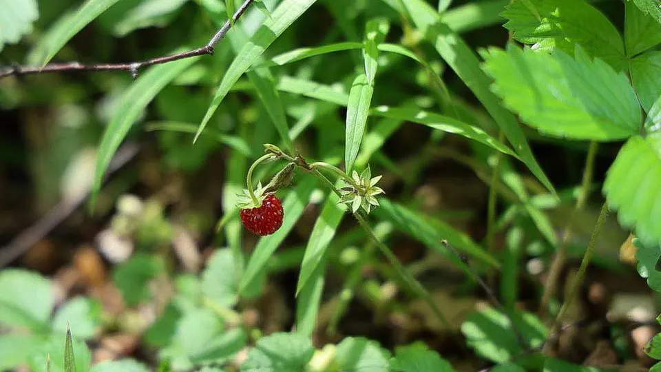 Фото: t.me/elk_island_national_park