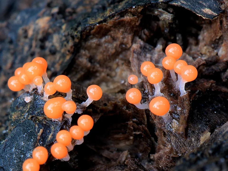 Фото: сommons.wikimedia/Stu's Images