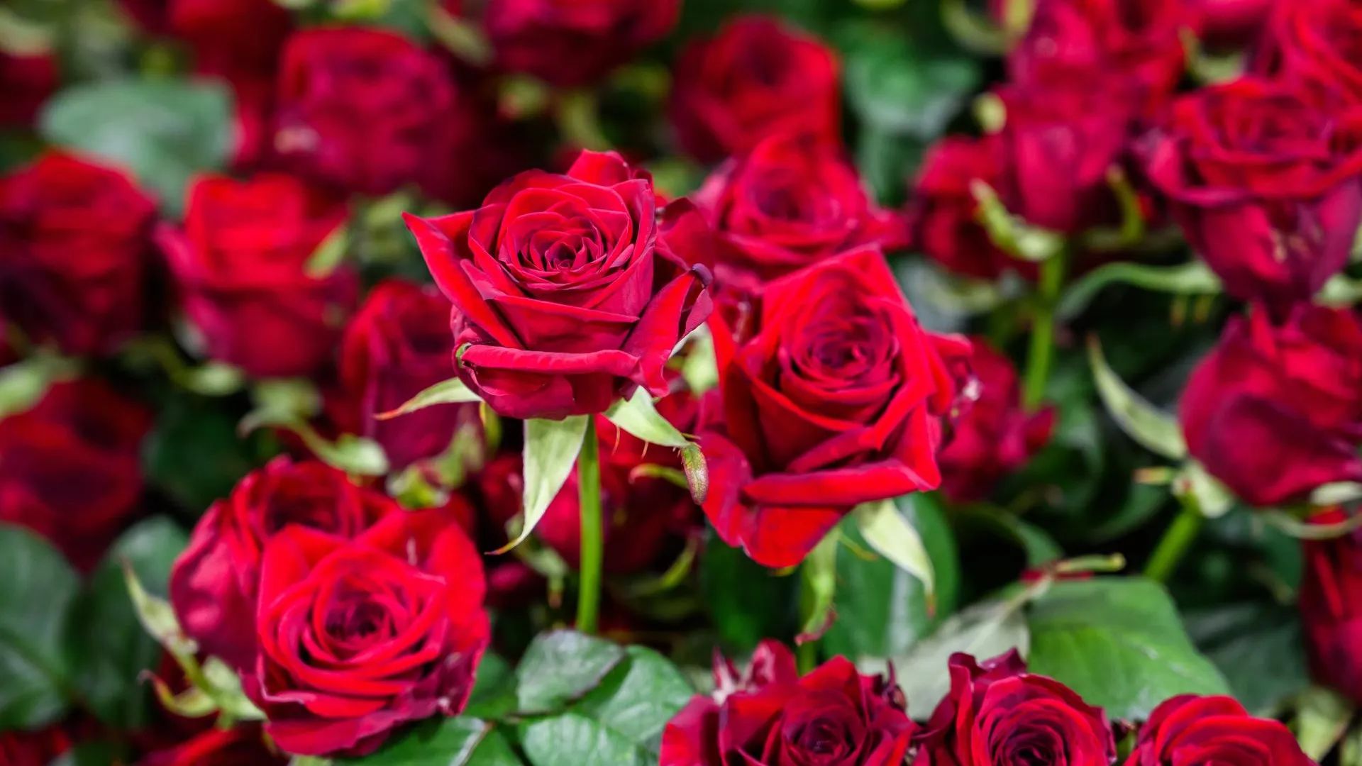 медиасток.рф