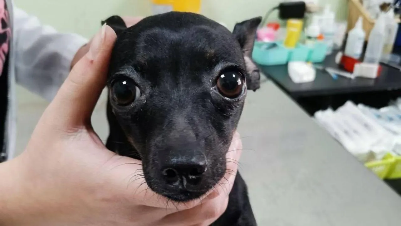 В Долгопрудном ветеринары спасли той-терьера, который съел коробку конфет