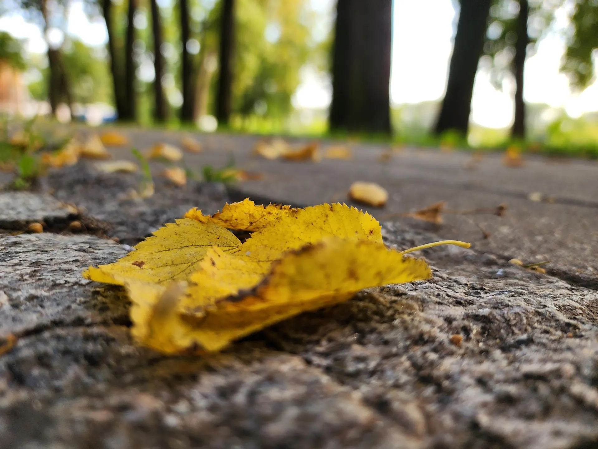 Светлана Плотникова