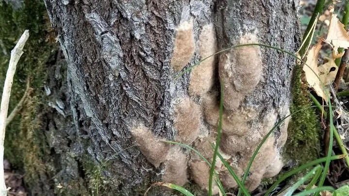 Комитет лесного хозяйства МО