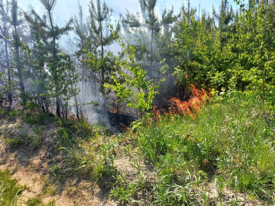 Фото: Комитета лесного хозяйства Московской области&nbsp;&nbsp;