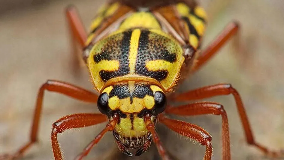 Москвичка едва не ослепла на Бали после того, как раздавила во сне ядовитого томката