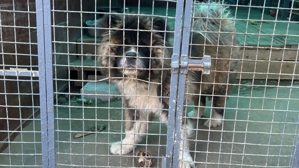 Фото: пресс-служба администрации г.о. Лобня