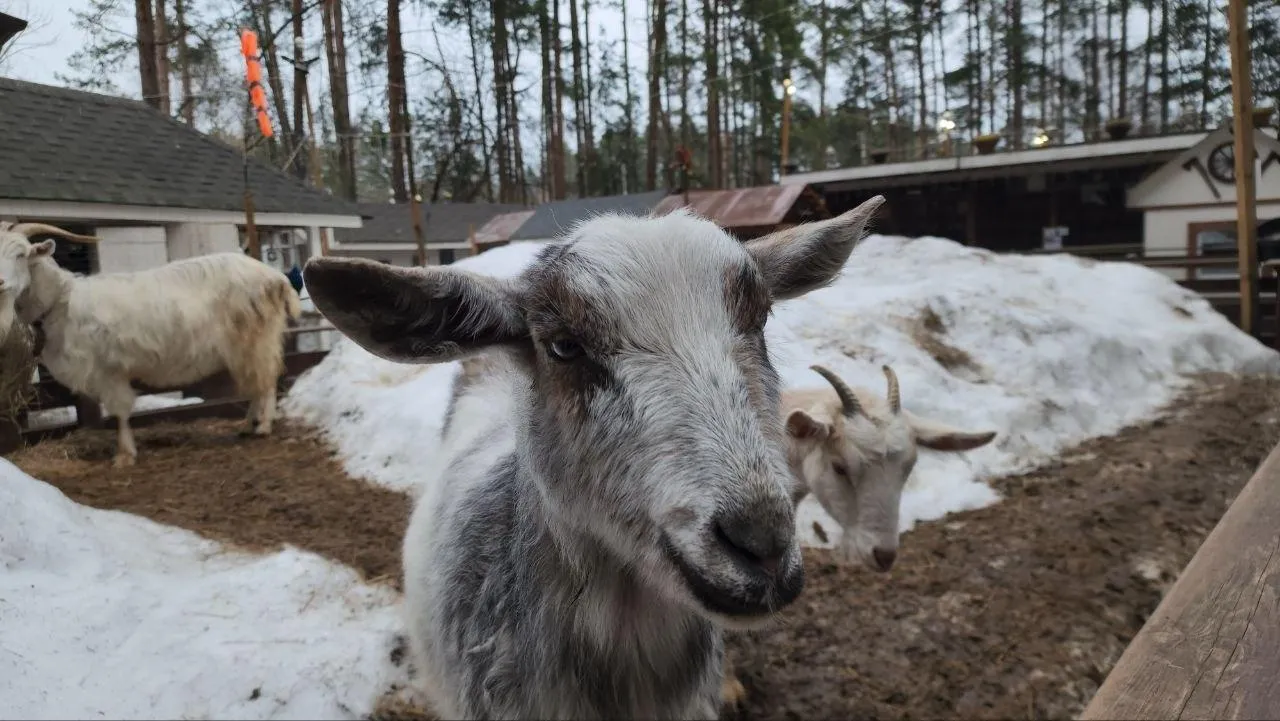 МедиаБанк Подмосковья/Эдуард Стратонов