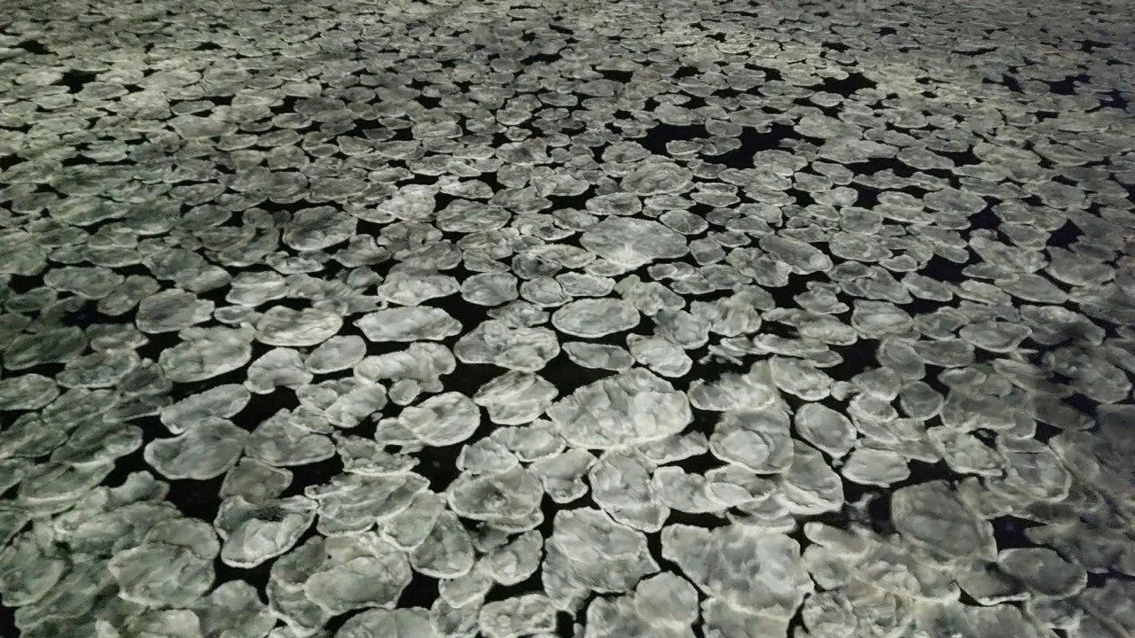 Фото из соцсетей