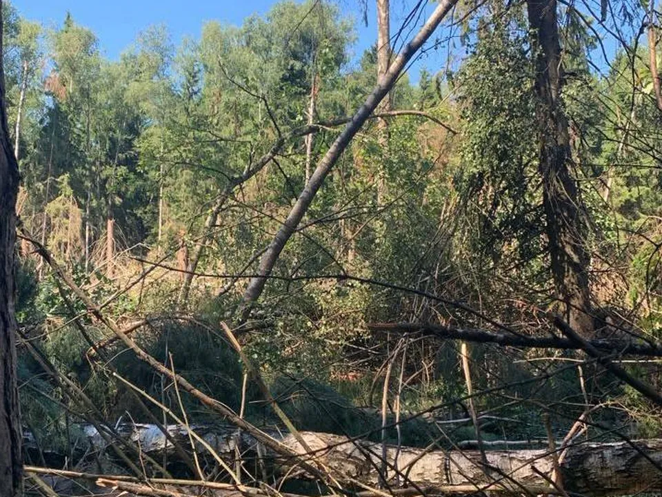 Фото: Комитет лесного хозяйства Московской области